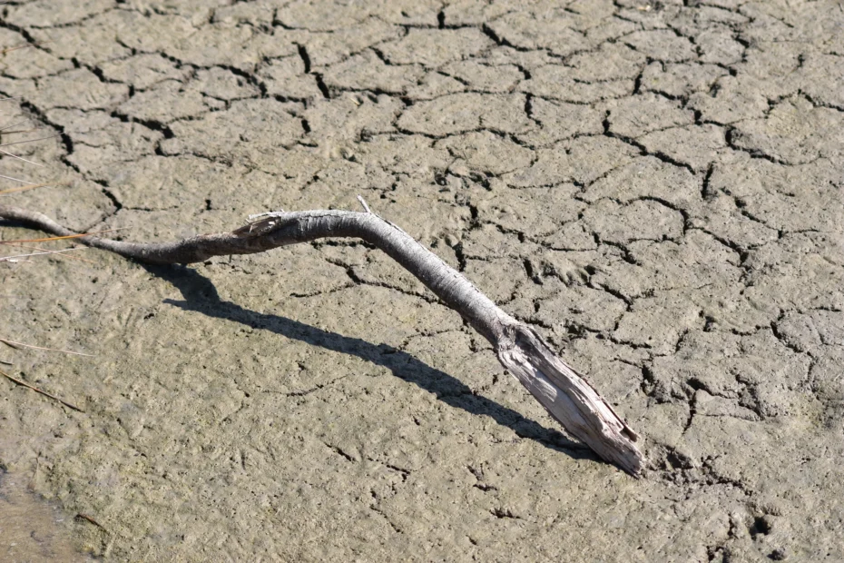 Gros plan sur un sol craquelé et sec avec une branche morte au sol, illustrant les effets d’une sécheresse extrême. Utilisé en en-tête pour un article de CCR sur un scénario de sécheresse centennale.