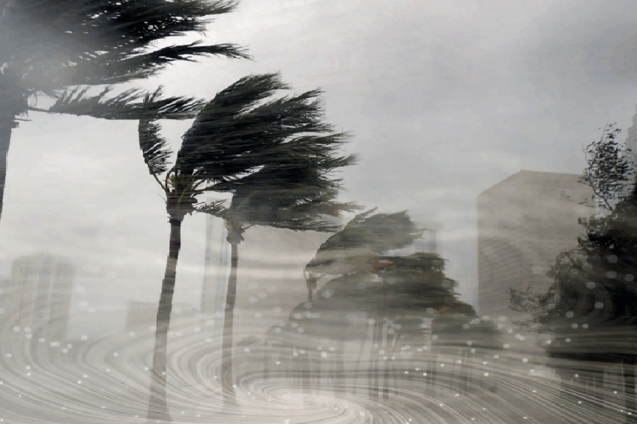 Photographie illustrant un épisode de vent cyclonique avec des arbres fortement courbés sous l’effet du vent et un ciel couvert, témoignant de conditions météorologiques extrêmes.